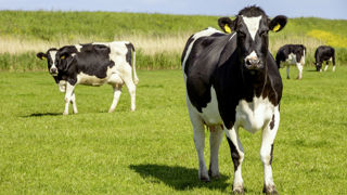 Le lancement de la ferme laitière bas carbone en 2015 a permis de fixer en 2018 l'objectif d'une réduction de 20 % de l'empreinte carbone du lait d’ici 2025. Le lancement de la ferme laitière bas carbone en 2015 a permis de fixer en 2018 l'objectif d'une réduction de 20 % de l'empreinte carbone du lait d’ici 2025.